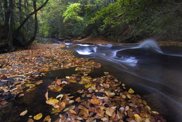 New York, Adirondack Mts Leaves and stream